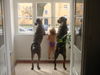 Dogo Canario Foto: ares,eve und odin (ID 30993) Dogo Canario Hund