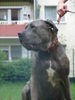 Dogo Canario Foto: ares (ID 31406) Dogo Canario Hund
