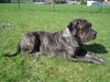 Dogo Canario Foto: Dogo Canario (ID 31552) Dogo Canario Hund
