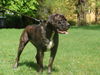 Dogo Canario Foto: odin (ID 31409) Dogo Canario Hund