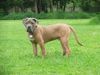 Dogo Canario Foto: Mein kleiner Dogo Canario (ID 22072) Dogo Canario Hund