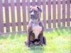 Dogo Canario Foto (ID 43834) Dogo Canario Hund