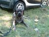 Dogo Canario Foto: Castello Branco Alvarez (Tyson) 17 Monate (ID 22445) Dogo Canario Hund
