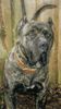 Dogo Canario Foto (ID 23232) Dogo Canario Hund