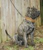 Dogo Canario Foto (ID 23231) Dogo Canario Hund