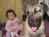 Dogo Canario Foto: Hannah von den Pretorianern - Kinderlieb (ID 22069) Dogo Canario Hund