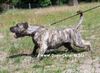 Dogo Canario Hund