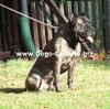 Dogo Canario Hund