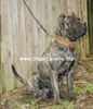 Dogo Canario Hund