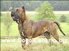 Dogo Canario Hund