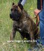 Dogo Canario Hund