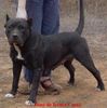 Dogo Canario Foto: Fany de Irema Curto - Black Perro de Presa Canario (ID 5983) Dogo Canario Hund