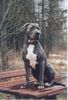 Dogo Canario Foto: Dogo Canario Gina 1 Jahr 5 Monate (ID 3574) Dogo Canario Hund