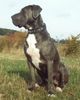 Dogo Canario Foto: Gina von den Pretorianern (ID 17784) Dogo Canario Hund