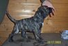 Dogo Canario Foto: Dogo Canario (Alano)-Leistungszucht! Wir züchten auf Gesundheit, Wesensfestigkeit, Leistungsbereitschaft und Typ. Welpen und spanische Importhunde zu verkaufen... (ID 7842) Dogo Canario Hund