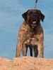 Dogo Canario Foto: Vento di Nivaria Sur (ID 12041) Dogo Canario Hund