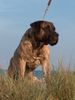 Dogo Canario Foto: Vento di Nivaria Sur, 5 Jahre (ID 12042) Dogo Canario Hund