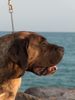 Dogo Canario Foto: Vento di Nivaria Sur, 5 Jahre (ID 12044) Dogo Canario Hund