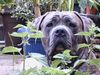 Dogo Canario Foto: Hugo (ID 23699) Dogo Canario Hund
