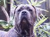 Dogo Canario Foto: Hugo 13 Monate (ID 23700) Dogo Canario Hund