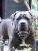 Dogo Canario Foto: Hugo 13 Monate (ID 23701) Dogo Canario Hund
