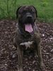 Dogo Canario Foto: Tyson (ID 23959) Dogo Canario Hund
