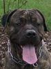 Dogo Canario Foto: Tyson (ID 23957) Dogo Canario Hund