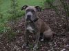 Dogo Canario Foto: Xena (ID 23962) Dogo Canario Hund