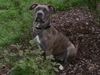 Dogo Canario Foto: Xena (ID 23961) Dogo Canario Hund