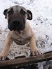 Dogo Canario Foto: Hannah ganz nahe!!! (ID 18873) Dogo Canario Hund