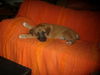 Dogo Canario Foto: Kiron (ID 43825) Dogo Canario Hund