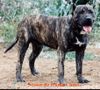 Dogo Canario Foto: A loyal guard dog of the Canary Islands (ID 2017) Dogo Canario Hund
