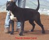 Dogo Canario Foto: Nisa de Irema Curto - Black Perro de Presa Canario (ID 5982) Dogo Canario Hund
