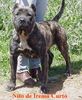Dogo Canario Foto: A loyal guard dog of the Canary Islands (ID 2018) Dogo Canario Hund