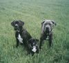 Dogo Canario Foto: Ares , Odin und Maggy von den Pretorianern (ID 23571) Dogo Canario Hund