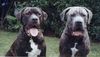 Dogo Canario Foto: Ares und Odin von den Pretorianern (ID 23578) Dogo Canario Hund