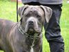 Dogo Canario Foto: Hugo 13 Monate (ID 23702) Dogo Canario Hund
