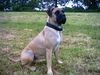 Dogo Canario Foto: Und nochmal Luna (ID 11462) Dogo Canario Hund