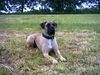 Dogo Canario Foto: Luna- 4 Jahre junge Hündin (ID 11461) Dogo Canario Hund