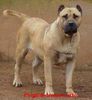 Dogo Canario Foto: A loyal guard dog of the Canary Islands (ID 2019) Dogo Canario Hund