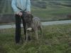 Dogo Canario Foto: Tyson 2 Jahre (ID 22503) Dogo Canario Hund