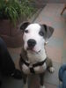 Dogo Canario Foto: Das ist Maya (ID 41092) Dogo Canario Hund