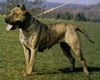 Dogo Canario Hund