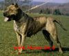 Dogo Canario Hund