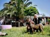 Dogo Canario Foto: Gesund, Leistungsstark, Kinderlieb und Wesensfest (ID 41296) Dogo Canario Hund