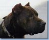 Dogo Canario Foto: Dogo Canario (Alano)-Leistungszucht! Wir züchten auf Gesundheit, Wesensfestigkeit, Leistungsbereitschaft und Typ. Welpen und spanische Importhunde zu verkaufen... (ID 7836) Dogo Canario Hund
