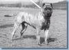 Dogo Canario Foto: Dogo Canario (Alano)-Leistungszucht! Wir züchten auf Gesundheit, Wesensfestigkeit, Leistungsbereitschaft und Typ. Welpen und spanische Importhunde zu verkaufen... (ID 7838) Dogo Canario Hund