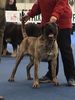 Dogo Canario Foto: Deckrüde Vento di Nivaria Sur, 3 Jahre (ID 7956) Dogo Canario Hund