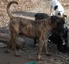 Dogo Canario Foto: Vento di Nivaria Sur, 3 Jahre (ID 7955) Dogo Canario Hund