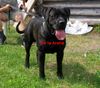 Dogo Canario Hund